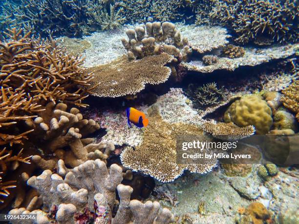 hard corals and blue-girdled angelfish - euxiphipops navarchus fotografías e imágenes de stock