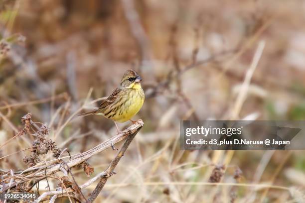 lovely grey-tailed tattler (emberiza spodocephala, family comprising buntings) looking for food.

at matsubushi midorinooka park, kitakatsushika-gun, saitama, japan,
photo by december 30, 2023. - 動物の行動 fotografías e imágenes de stock