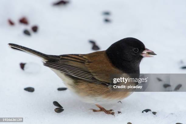 dark-eyed junco - junko stock-fotos und bilder