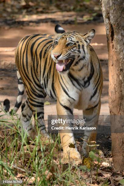 bengal tiger (panthera tigris tigris) doing flehmen response, bandhavgarh national park - flehmen behaviour stock pictures, royalty-free photos & images