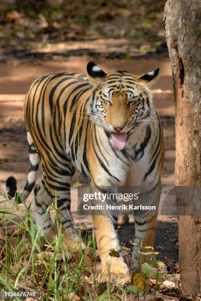 bengal tiger (panthera tigris tigris) doing flehmen response, bandhavgarh national park - flehmen behaviour stock pictures, royalty-free photos & images