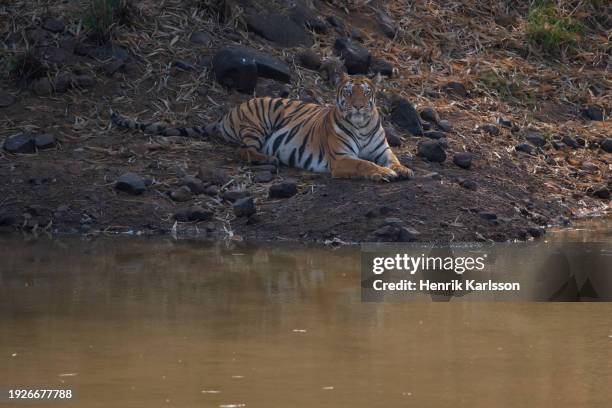 wild bengal tiger laying next to waterhole in tadoba andhari tiger reserve, maharashtra, india - waterhole stock pictures, royalty-free photos & images