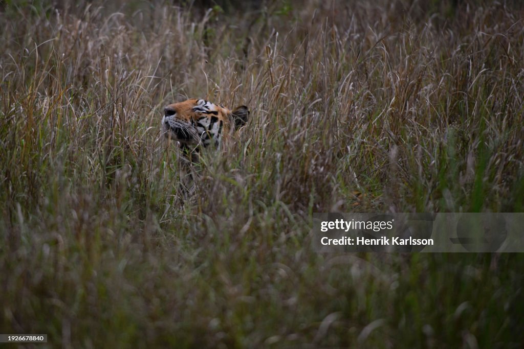 Wild male Bengal tiger in Kanha National Park, Madhya Pradesh, India.