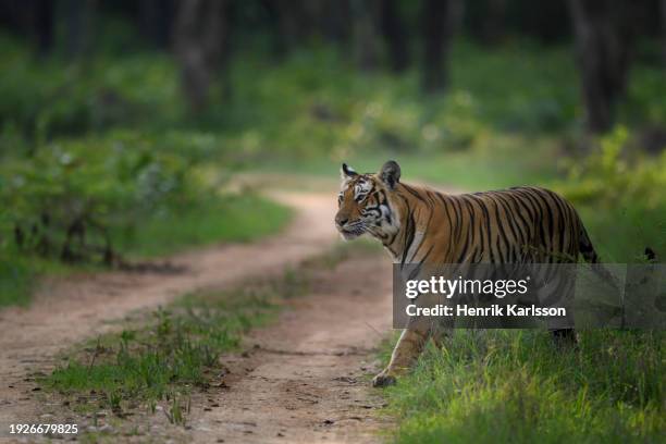 wild bengal tiger walking in bandipur national park, karnataka, india - bandipur national park imagens e fotografias de stock