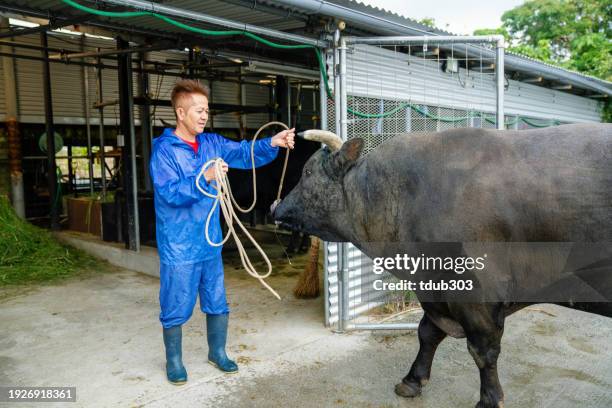 mature man training his fighting bull - blood sport stock pictures, royalty-free photos & images
