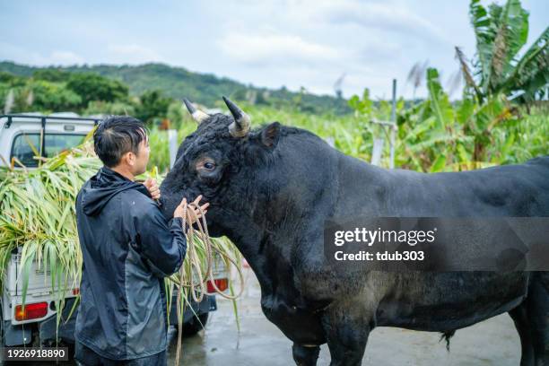 mid adult man feeding sugar cane to his fighting bull - blood sport stock pictures, royalty-free photos & images