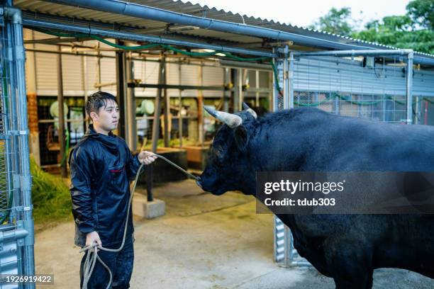 Bull Exercise 7,589 Bull Train Stock Photos, High-Res Pictures, and Images - Getty Images