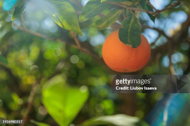 raw, juicy citrus fruit on green plant branch. - citrus blossom stock pictures, royalty-free photos & images