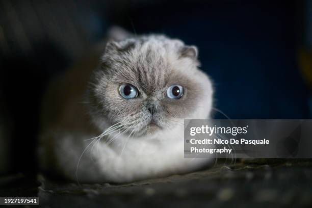 portrait of scottish fold cat lying on a sofa - schotse-vouwoorkat stockfoto's en -beelden