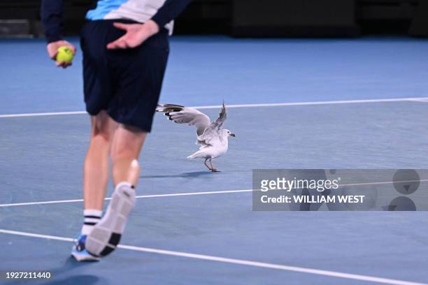 Ball boy chases a seagull off the court during the men's singles match between Austria's Dominic Thiem and Canada's Felix Auger-Aliassime on day two...