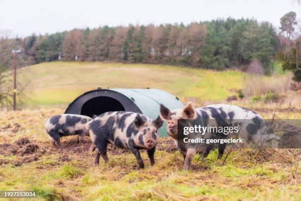 group of free-range pigs - pig stock pictures, royalty-free photos & images