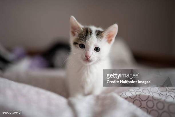 cute kitten sitting on bed, looking at camera. portrait photo of fluffy white grey cat. - grey kitten stock pictures, royalty-free photos & images