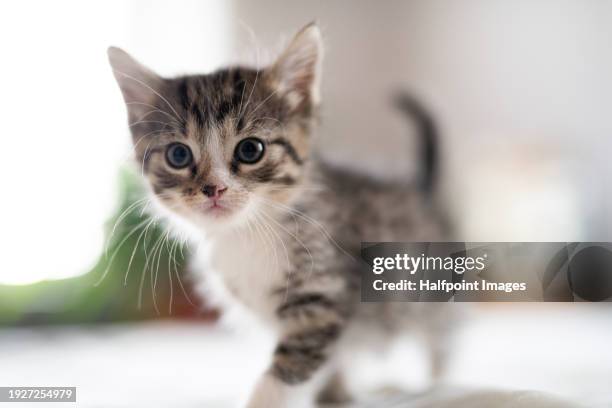 cute curious kitten at home. portrait photo of small fluffy gray-brown cat with white chest and black spot on nose. - kattunge bildbanksfoton och bilder