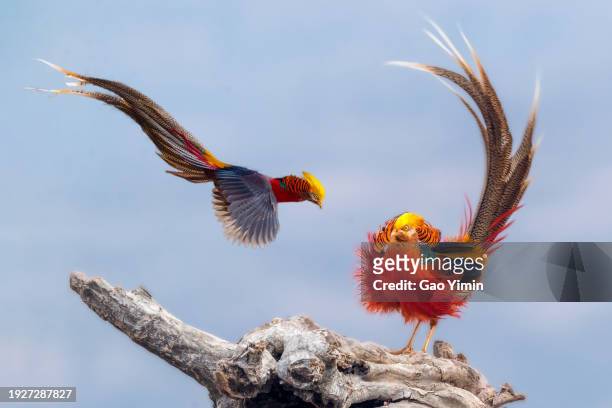 golden pheasant - image stock pictures, royalty-free photos & images