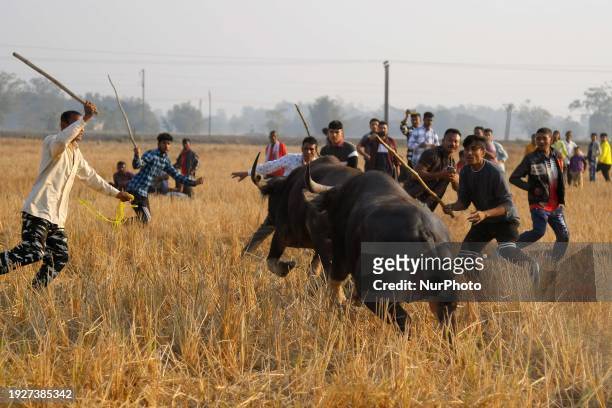 Buffalo owners are trying to control their buffaloes during a traditional buffalo fight held as part of the Bhogali Bihu festival in Nagaon District,...