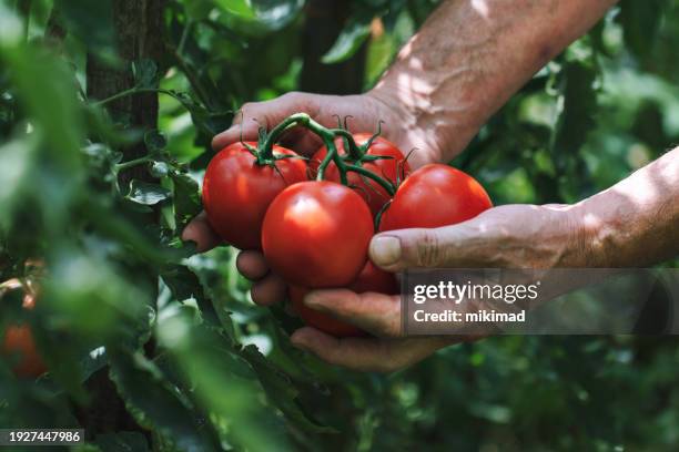 landwirt im bio-garten. tomatenernte. kopieren von speicherplatz - tomaten stock-fotos und bilder