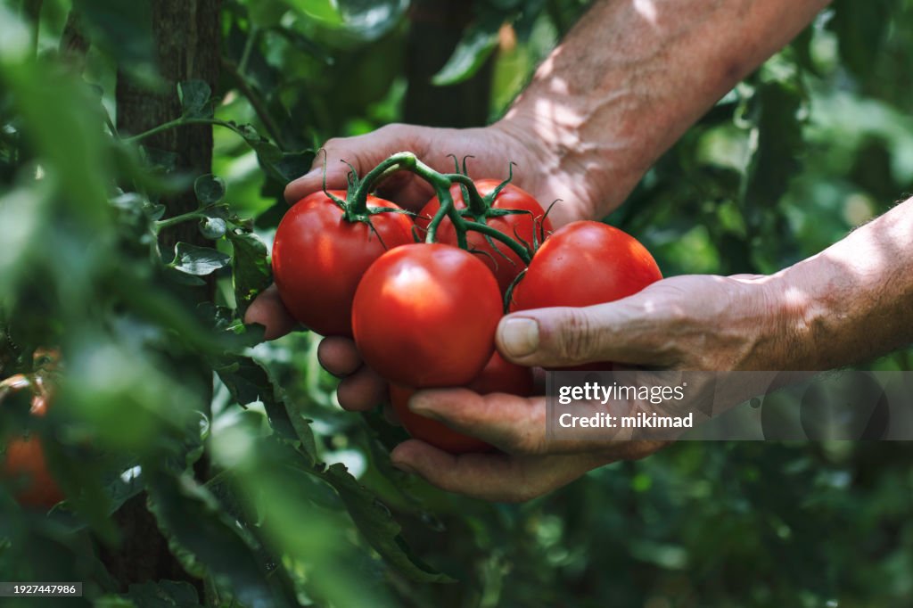 Farmer in the organic garden. Tomato harvest. Copy space