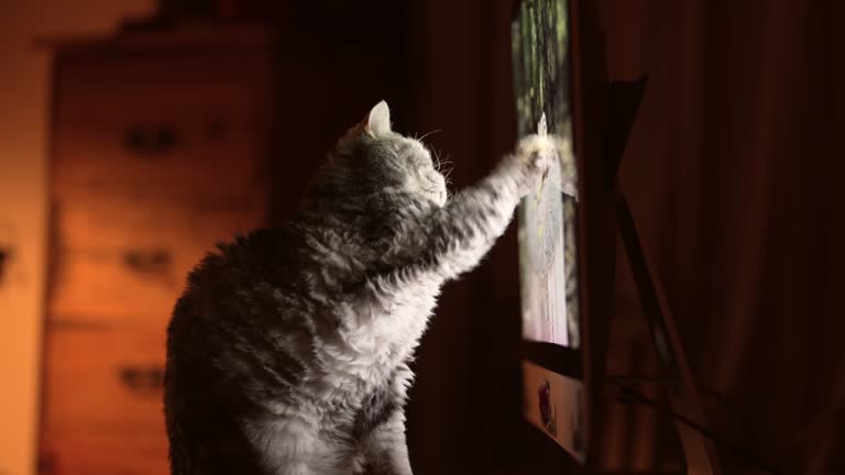 Cat Viewing Computer 163 Cat Looking At Computer Screen Stock Videos, Footage, & 4K Video ...