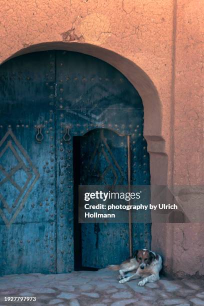 dog resting in front of the door, tamnougalte, marokko - vintage embellishment stock pictures, royalty-free photos & images