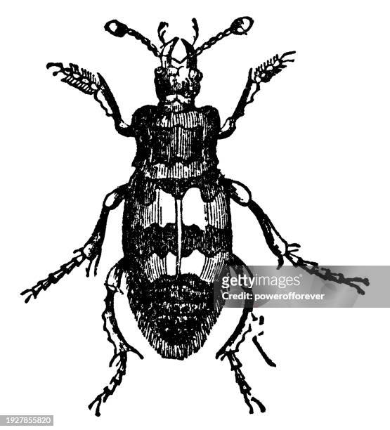 vespillo burying beetle insect (nicrophorus vespillo) - 19th century - burying beetle stock illustrations