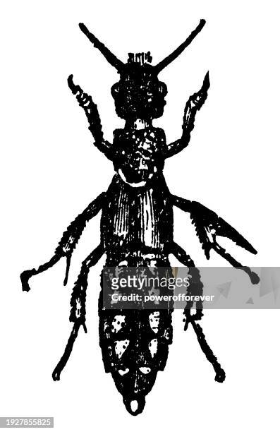 ilustraciones, imágenes clip art, dibujos animados e iconos de stock de insecto escarabajo rove (staphylinus erythropterus) - siglo xix - asnillo