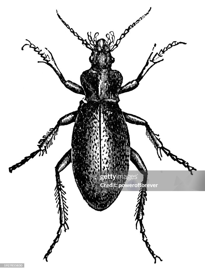 Leather Beetle Insect (Carabus Coriaceus) - 19th Century
