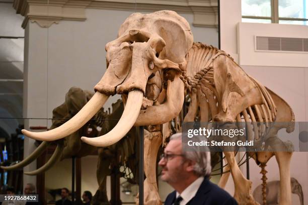 General view of an elephant skeleton inside the Regional Museum of Natural Sciences of Turin on January 12, 2024 in Turin, Italy. The Regional Museum...