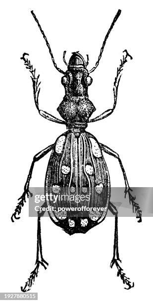 saber-toothed ground beetle insect (anthia duodecimguttata) - 19th century - ground beetle stock illustrations