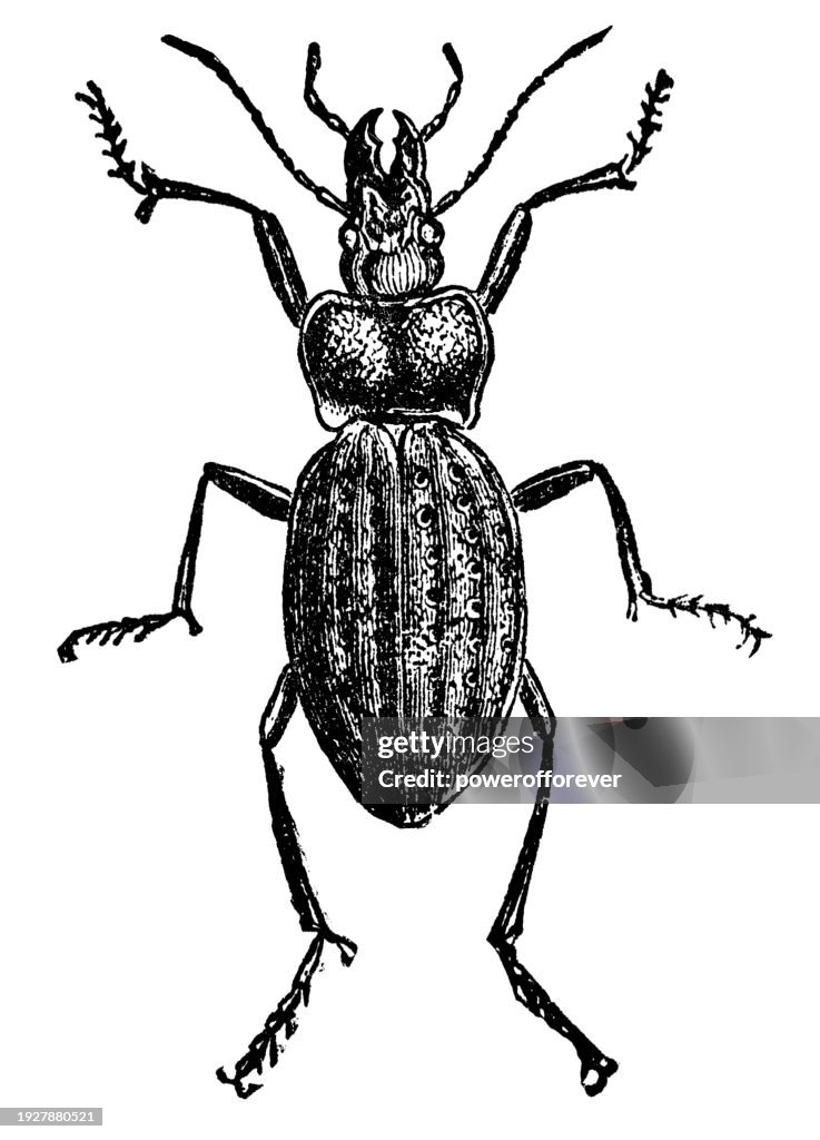 Chain Link Ground Beetle Insect (Carabus Granulatus) - 19th Century