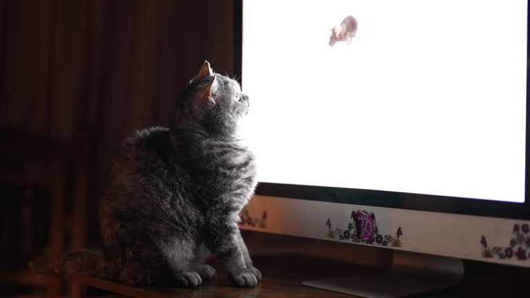 Cat Viewing Computer 158 Cat Looking At Computer Screen Stock Videos, Footage, & 4K Video ...