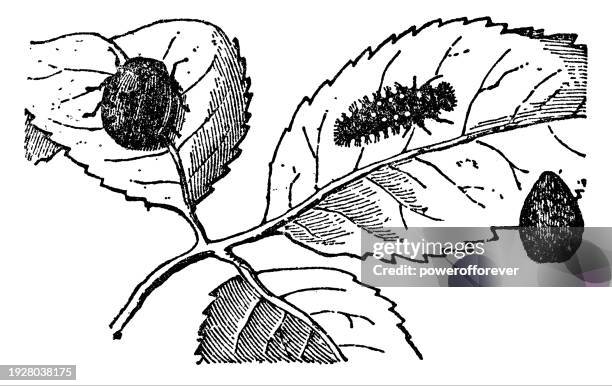 seven-spotted ladybug insect and larva (coccinella septempunctata) - 19th century - seven spot ladybird stock illustrations