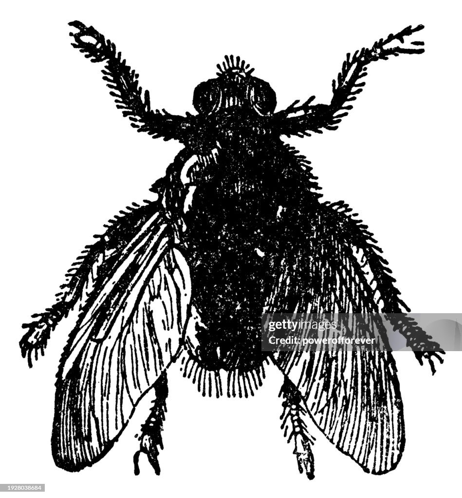 Forest Fly Insect New Forest Fly Insect 19th Century High-Res Vector Graphic - Getty Images