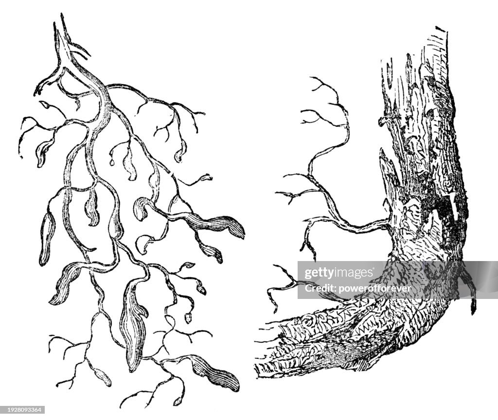 Grape Root Texture Grapevine Root Damage Caused By Grape Phylloxera Aphid Insect 19th ...