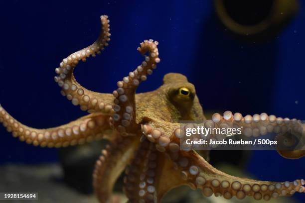 close-up of fish swimming in sea - octopus aquarium stock pictures, royalty-free photos & images
