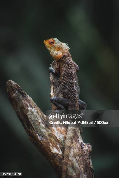 close-up of bearded dragon on tree - bearded dragon stock pictures, royalty-free photos & images
