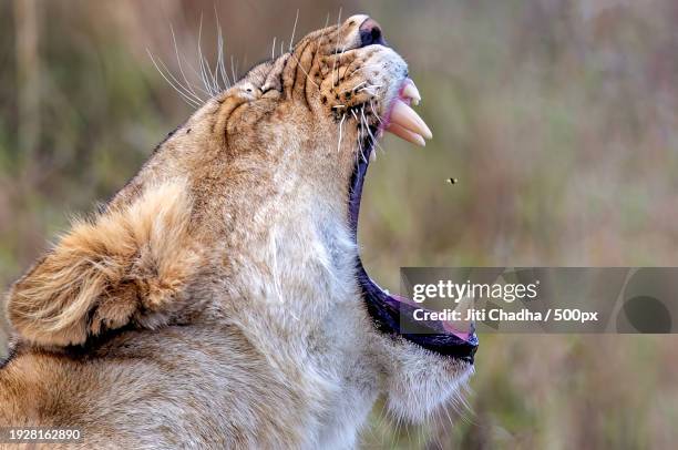 close-up of lion yawning - leeuw grote kat stockfoto's en -beelden