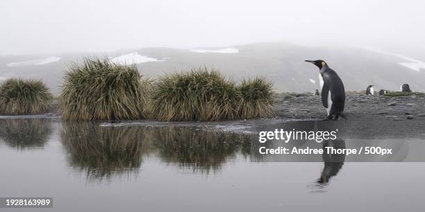 man standing by lake against sky - andree thorpe stock pictures, royalty-free photos & images