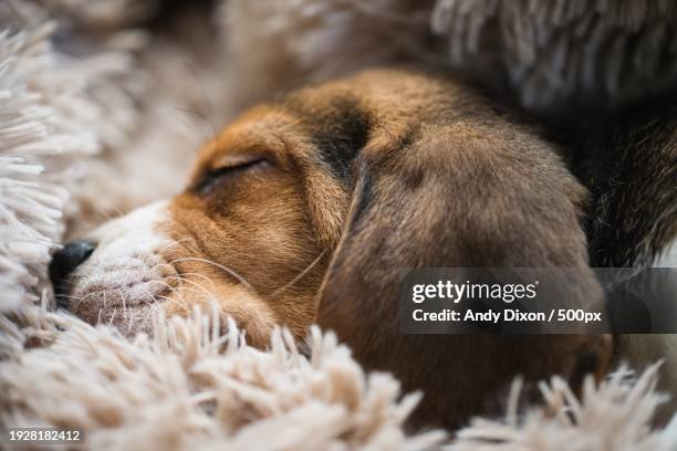 close-up of beagle sleeping on rug,malvern,united kingdom,uk - hound stock pictures, royalty-free photos & images