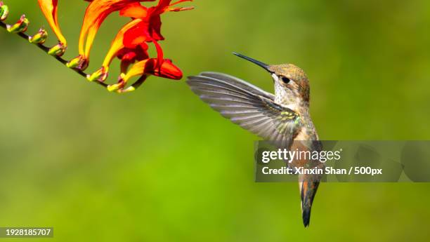 close-up of hummingbird flying over water,surrey,british columbia,canada - surrey british columbia stock pictures, royalty-free photos & images