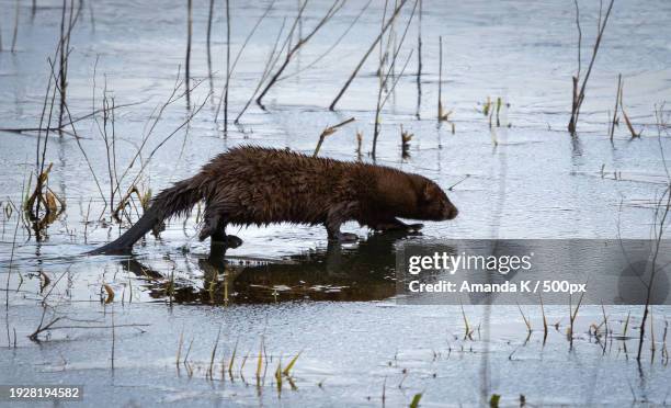 side view of bear walking in lake - mustela vison stock pictures, royalty-free photos & images