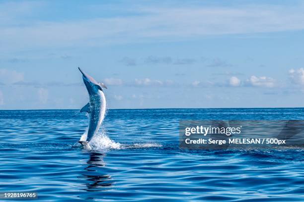 close-up of dolphin swimming in sea against sky - sailfish jumping stock pictures, royalty-free photos & images