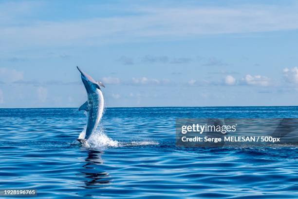 close-up of dolphin swimming in sea against sky - sailfish stock pictures, royalty-free photos & images