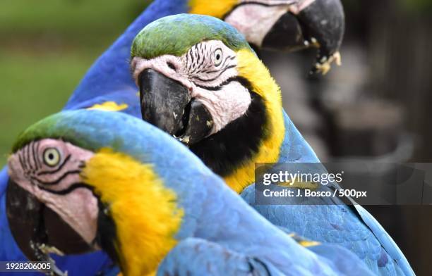 close-up of parrots perching outdoors,mato grosso do sul,brazil - état du mato grosso do sul photos et images de collection