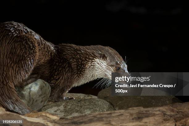 close-up of cat on rock,spain - european otter bildbanksfoton och bilder