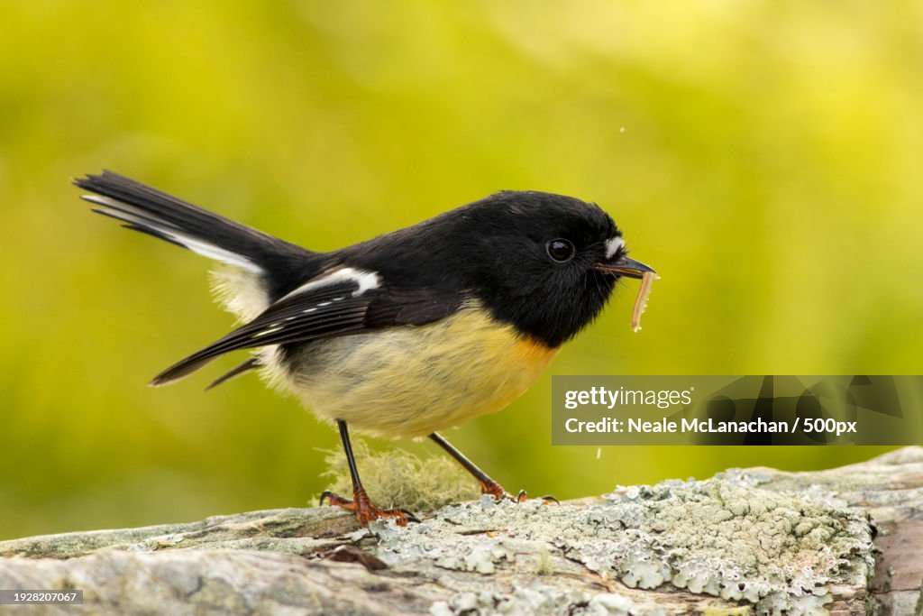 Close-up of songtitmouse perching on rock,Dunedin,New Zealand