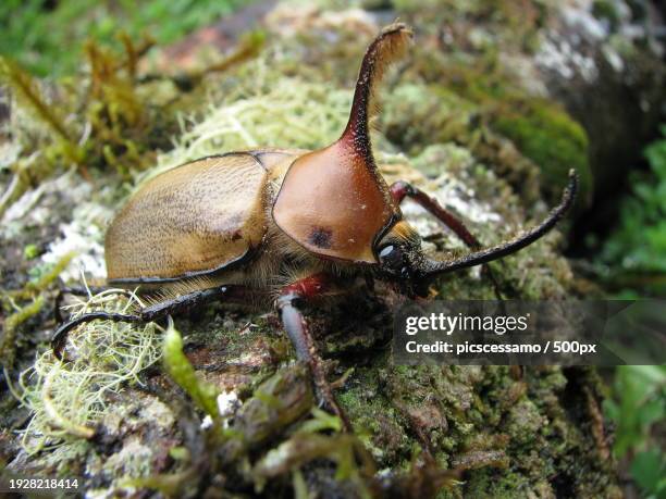 close-up of insect on tree trunk - allomyrina dichotoma stockfoto's en -beelden