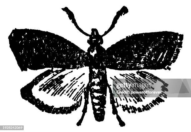 codling moth insect (cydia pomonella) - 19th century - moth stock illustrations