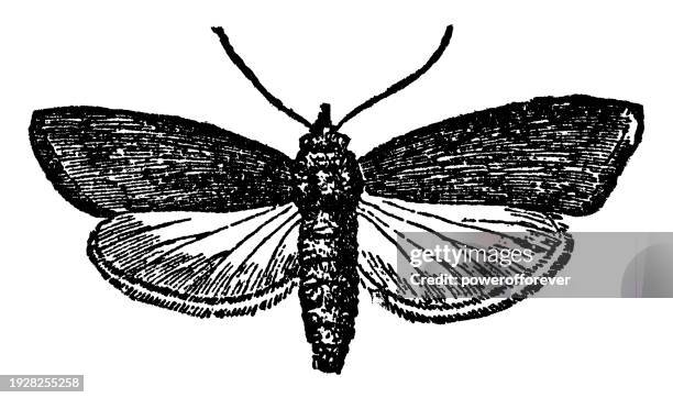 stockillustraties, clipart, cartoons en iconen met greater wax moth insect (galleria mellonella) - 19th century - pyralid moth