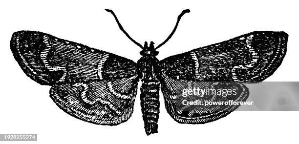 stockillustraties, clipart, cartoons en iconen met meal moth insect (pyralis farinalis) - 19th century - pyralid moth