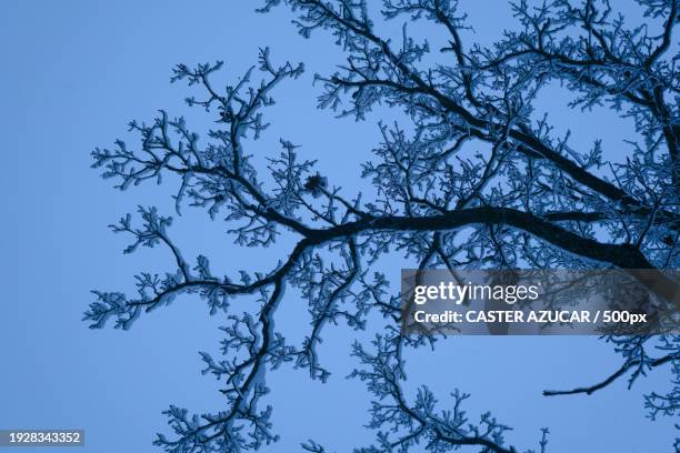 low angle view of tree against clear blue sky - azucar stock pictures, royalty-free photos & images